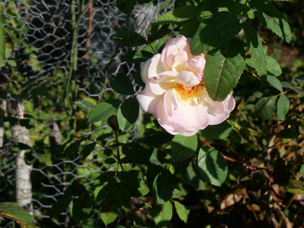 ©kristinakeyzer2022